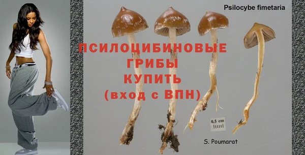 стафф Богданович